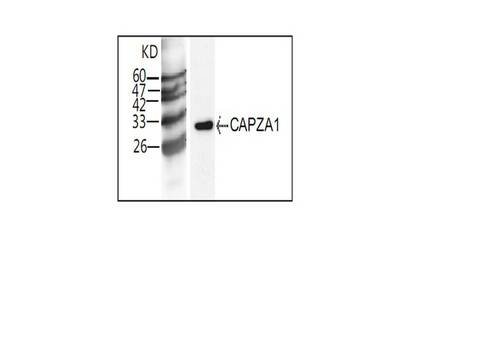CAPZA1 / CAPZ Alpha 1 Antibody