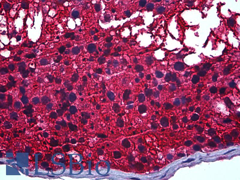 CAPZB / CAPZ Beta Antibody - Anti-CAPZB antibody IHC of human testis. Immunohistochemistry of formalin-fixed, paraffin-embedded tissue after heat-induced antigen retrieval. Antibody concentration 5 ug/ml.