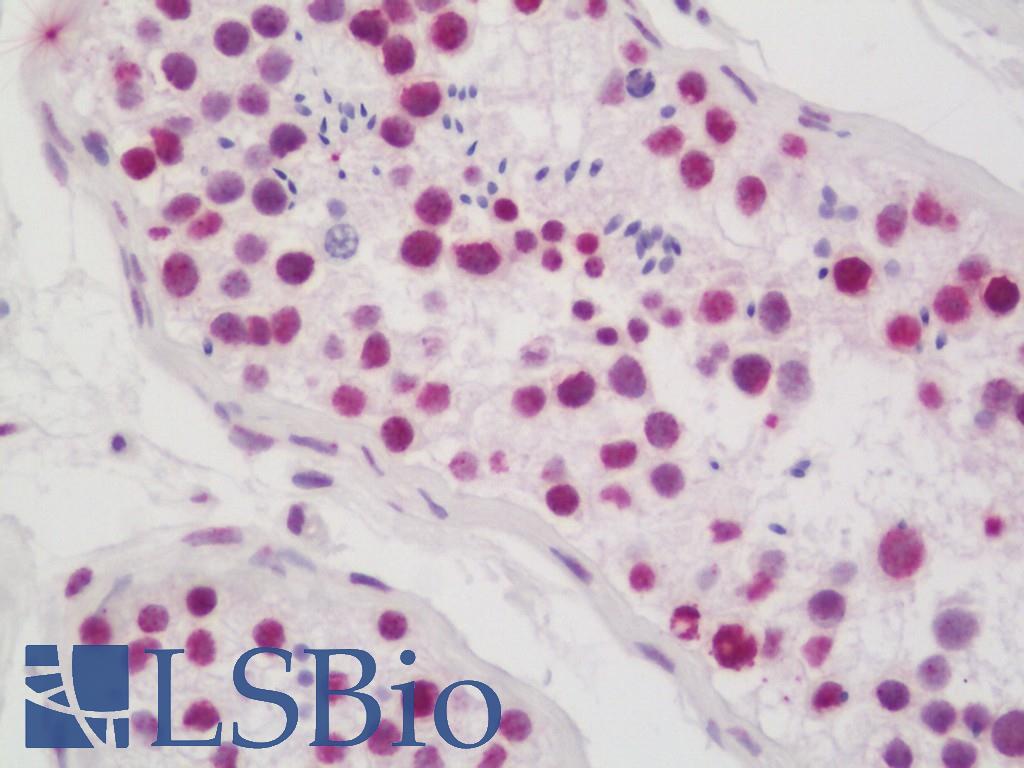 CASP1 / Caspase 1 Antibody - Anti-CASP1 / Caspase 1 antibody IHC staining of human testis. Immunohistochemistry of formalin-fixed, paraffin-embedded tissue after heat-induced antigen retrieval. Antibody dilution 1:100. 