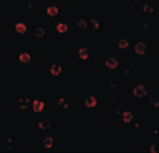 CASP1 / Caspase 1 Antibody - Immunofluorescence of Caspase-1 in HeLa cells with Caspase-1 antibody at 20 ug/ml.