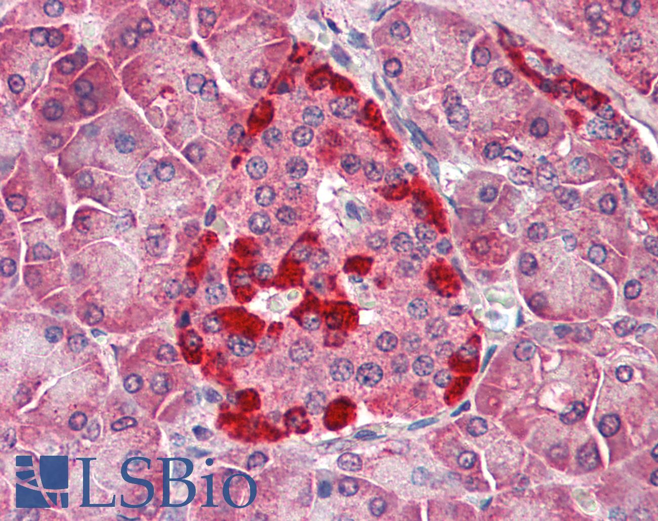 CASP1 / Caspase 1 Antibody - Anti-Caspase 1 antibody IHC of human pancreas. Immunohistochemistry of formalin-fixed, paraffin-embedded tissue after heat-induced antigen retrieval. Antibody concentration 5 ug/ml.