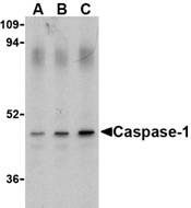 CASP1 / Caspase 1 Antibody - Western blot of caspase-1 in HeLa cell lysate with caspase-1 antibody at (A) 0.5, (B) 1, and (C) 2 ug/ml.
