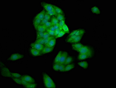 CASP10 / Caspase 10 Antibody - Immunofluorescence staining of HepG2 cells with CASP10 Antibody at 1:200, counter-stained with DAPI. The cells were fixed in 4% formaldehyde, permeabilized using 0.2% Triton X-100 and blocked in 10% normal Goat Serum. The cells were then incubated with the antibody overnight at 4°C. The secondary antibody was Alexa Fluor 488-congugated AffiniPure Goat Anti-Rabbit IgG(H+L).