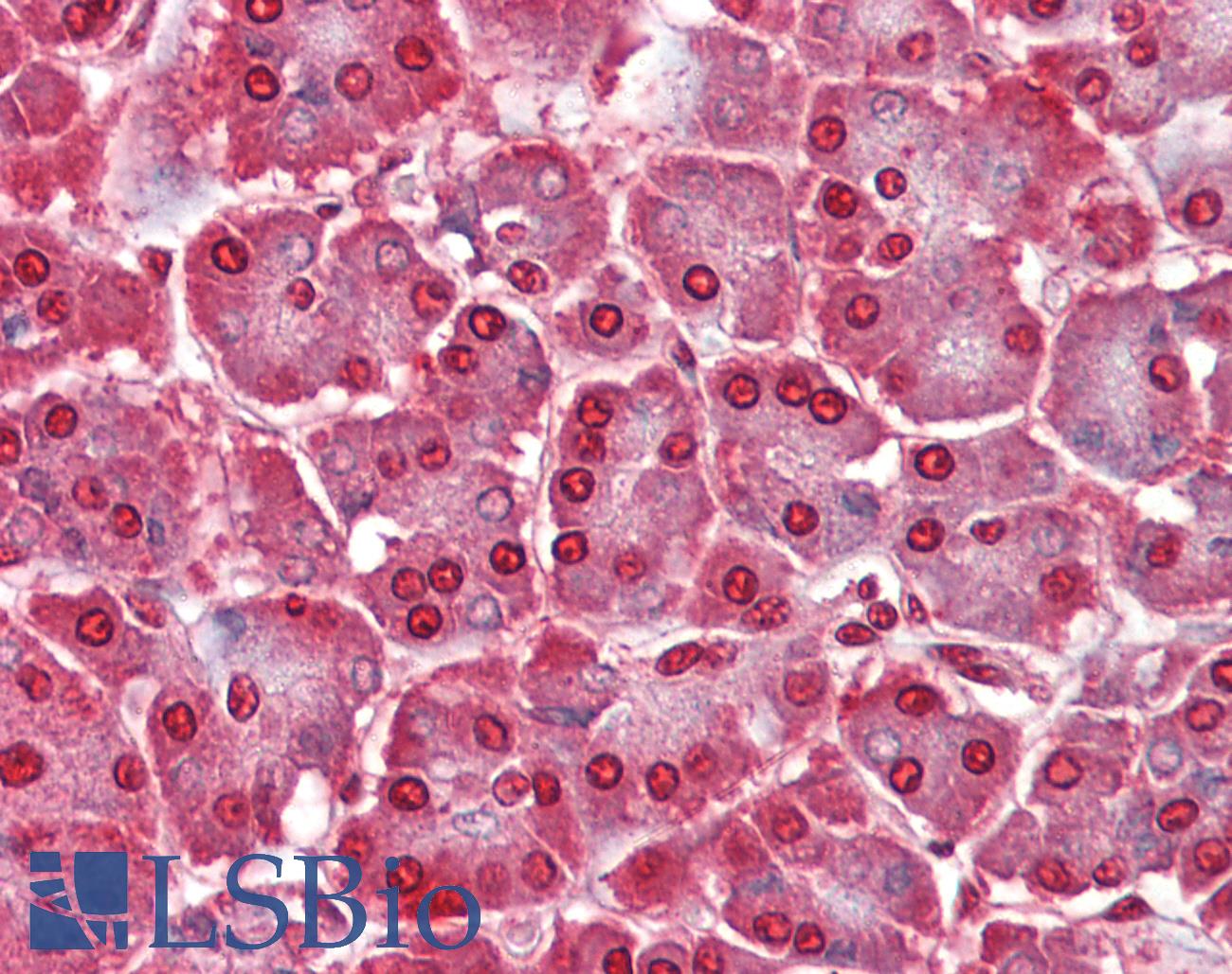 CASP12 / Caspase 12 Antibody - Anti-CASP12 / Caspase 12 antibody IHC of human pancreas. Immunohistochemistry of formalin-fixed, paraffin-embedded tissue after heat-induced antigen retrieval. Antibody concentration 2.5 ug/ml.