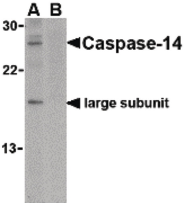CASP14 / Caspase 14 Antibody - Western blot of caspase-14 in Jurkat cell lysate in the (A) absence or (B) presence of blocking peptide with caspase-14 antibody at 1 ug/ml.