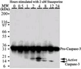 CASP3 / Caspase 3 Antibody - Western blot of Caspase-3 in HeLa cells. The antibody detected both pro (full-length) and active (cleaved) Caspase-3, depending on the treatment time points.