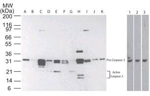 CASP3 / Caspase 3 Antibody - Western blot of Caspase-3 in multiple human tissues. The tissues shown are A) brain, B) heart, C) intestine, D) kidney, E) liver, F) lung, G) muscle, H) stomach, I) spleen, J) ovary, and K) testis. Lanes 1, 2 and 3 demonstrate the species cross-reactivity of the antibody in human, mouse and rat heart lysate, respectively.