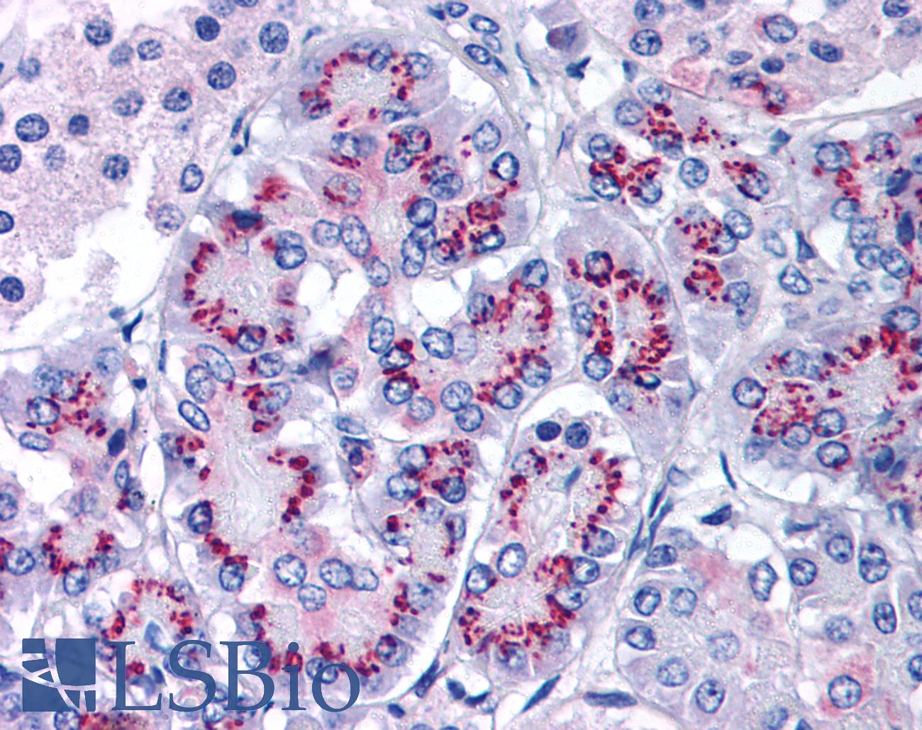 CASP3 / Caspase 3 Antibody - Anti-Caspase 3 antibody IHC of human pancreas. Immunohistochemistry of formalin-fixed, paraffin-embedded tissue after heat-induced antigen retrieval. Antibody dilution 1:400.