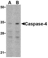 CASP4 / Caspase 4 Antibody - Western blot of caspase-4 in Ramos cells with caspase-4 antibody at (A) 0.5 and (B) 1 ug/ml.