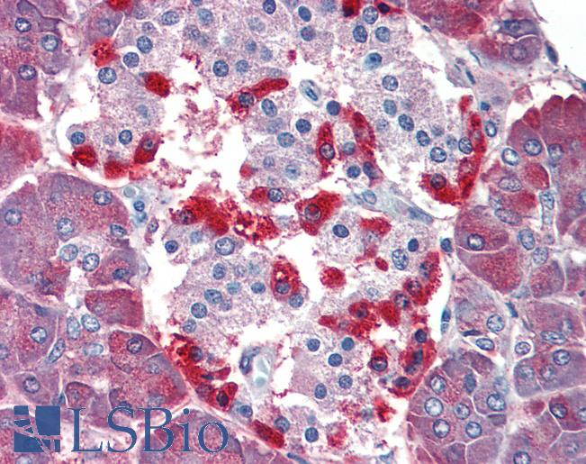 CASP4 / Caspase 4 Antibody - Anti-CASP4 / Caspase 4 antibody IHC of human pancreas. Immunohistochemistry of formalin-fixed, paraffin-embedded tissue after heat-induced antigen retrieval. Antibody concentration 5 ug/ml.