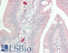 CASP5 / Caspase 5 Antibody - Human Small Intestine: Formalin-Fixed, Paraffin-Embedded (FFPE)