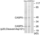 CASP5 / Caspase 5 Antibody - Western blot of extracts from HeLa/A549 cells, treated with etoposide 25 uM 24h, using Caspase 5 (p20, Cleaved-Asp121) Antibody. The lane on the right is treated with the synthesized peptide.