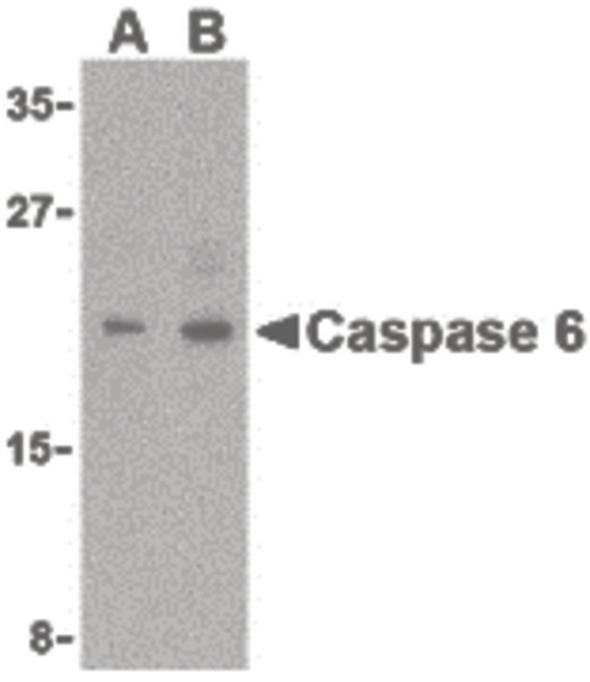 CASP6 / Caspase 6 Antibody - Western blot of Caspase-6 in MCF7 cell lysate with Caspase-6 antibody (IN) at (A) 1 and (B) 2 ug/ml.