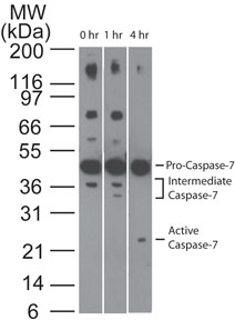 CASP7 / Caspase 7 Antibody - Western blot analysis of Caspase-7 in Jurkat cells using Caspase-7 antibody at 1 ug/ml. Cells were treated with 2 uM staurosporine for different time periods. Caspase-7 activation is detected in western blots by the presence of Caspase-7 cleavage fragments. The antibody detected both pro (full-length) and active (cleaved) Caspase-7, depending on the treatment time points. A basal level of endogenous intermediate Caspase-7 can be see in untreated Jurkat cells. 