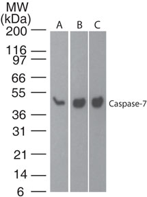 CASP7 / Caspase 7 Antibody - Western blot of Caspase-7 in A) human brain, B) mouse brain and C) rat brain lysate using Caspase-7 antibody at 1 ug/ml.