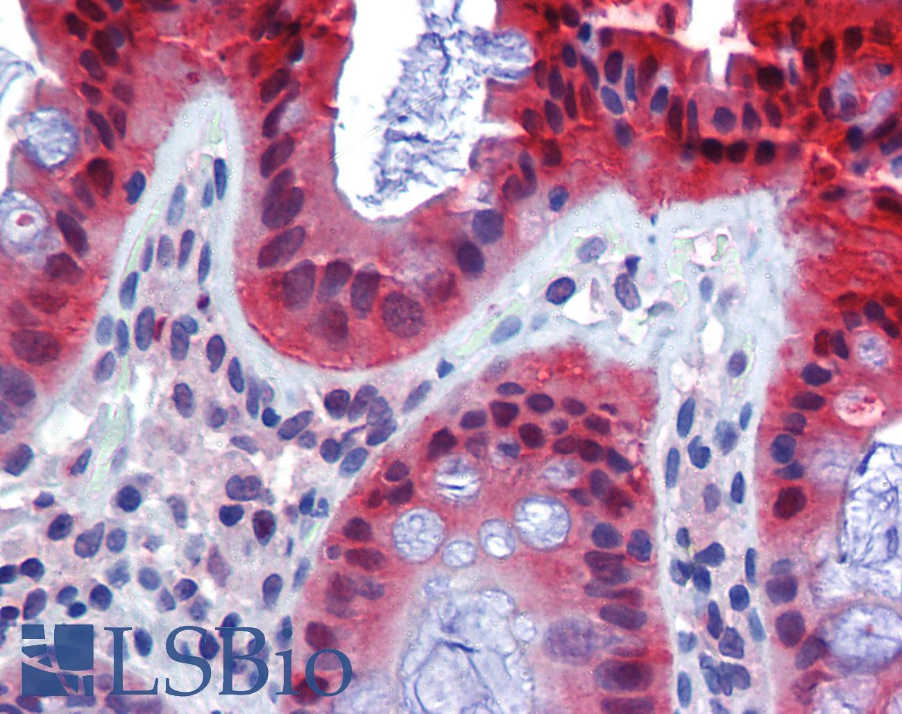 CASP7 / Caspase 7 Antibody - Anti-Caspase 7 antibody IHC of human colon. Immunohistochemistry of formalin-fixed, paraffin-embedded tissue after heat-induced antigen retrieval. Antibody concentration 10 ug/ml.