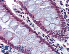 CASP7 / Caspase 7 Antibody - Anti-Caspase 7 antibody IHC of human colon. Immunohistochemistry of formalin-fixed, paraffin-embedded tissue after heat-induced antigen retrieval. Antibody concentration 5 ug/ml.