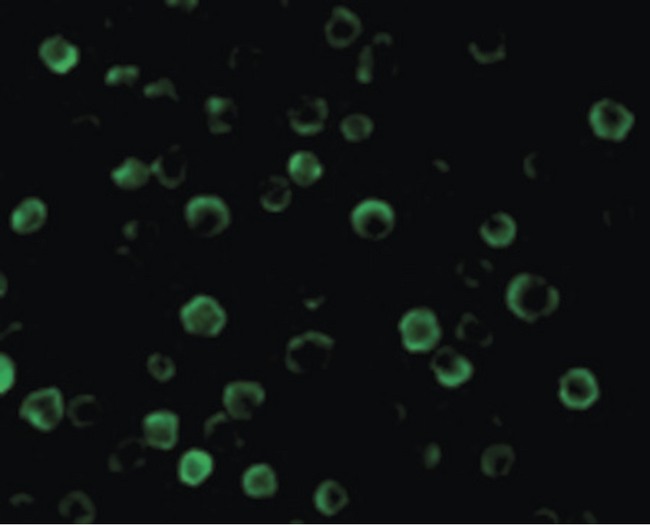 CASP8AP2 / FLASH Antibody - Immunofluorescence of FLASH in HeLa cells with FLASH antibody at 10 ug/ml.