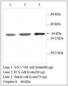 CASP9 / Caspase 9 Antibody