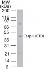 CASP9 / Caspase 9 Antibody - Western blot of 20 ug of whole cell lysate from HeLa cells with antibody at 1 ug/ml dilution.