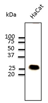 CAV1 / Caveolin 1 Antibody - Western blot. Anti-CAV1 antibody at 1:1000 dilution. 100 ug lysate per lane. Rabbit polyclonal to goat IgG (HRP) at 1:10000 dilution.