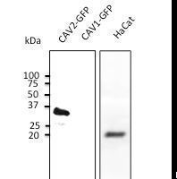 CAV2 / Caveolin 2 Antibody - Anti-CAV pAb at 1:1000 dilution. 50ug lysate per lane of transfected HEK293 and 100ug of HaCat cell lysate. 