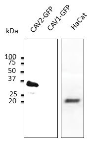 CAV2 / Caveolin 2 Antibody - Anti-CAV2 Ab at 1:1,000 dilution; 50 ug lysate per lane of transfected HEK293 and 100 ug of HaCat cell line; rabbit polyclonal to goat IgG (HRP) at 1:10,000 dilution;