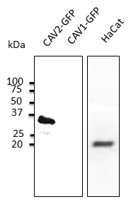 CAV2 / Caveolin 2 Antibody - Anti-CAV2 at 1:1,000 dilution; 50 ug lysate per lane of transfected HEK293 and 100 ug of HaCat cell line; rabbit polyclonal to goat IgG (HRP) at 1:10,000 dilution;