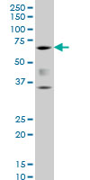 CBFA1 / RUNX2 Antibody - RUNX2 monoclonal antibody, clone 3F5 Western blot of RUNX2 expression in PC-12.