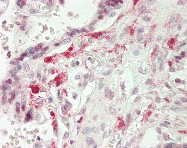 CBFA1 / RUNX2 Antibody - Human Placenta: Formalin-Fixed, Paraffin-Embedded (FFPE).  This image was taken for the unconjugated form of this product. Other forms have not been tested.