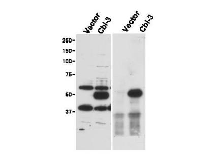CBLC Antibody - Anti-Cbl-c Antibody - Immunoprecipitation and Western Blot. Immunoprecipitation and Western blot of Affinity Purified anti-Cbl-c antibody shows detection of a pre-dominant band at ~52 kD corresponding to Cbl-c (arrowhead) in transfected cell lysates (left panel). Lysates are from Hek 293T cells transfected with empty vector or with Cbl-c. The predicted size of Cbl-c is 52 kD. Size markers in kD are shown to the left of the panel. The right panel shows western blotting after first immunoprecipitating with Rabbit anti-Cbl-c followed by western blotting using a Goat anti-Cbl-c antibody. Personal Communication. Stan Lipkowitz, NCI, NIH, Bethesda, MD.