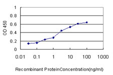 CBS Antibody - Detection limit for recombinant GST tagged CBS is approximately 0.1 ng/ml as a capture antibody.