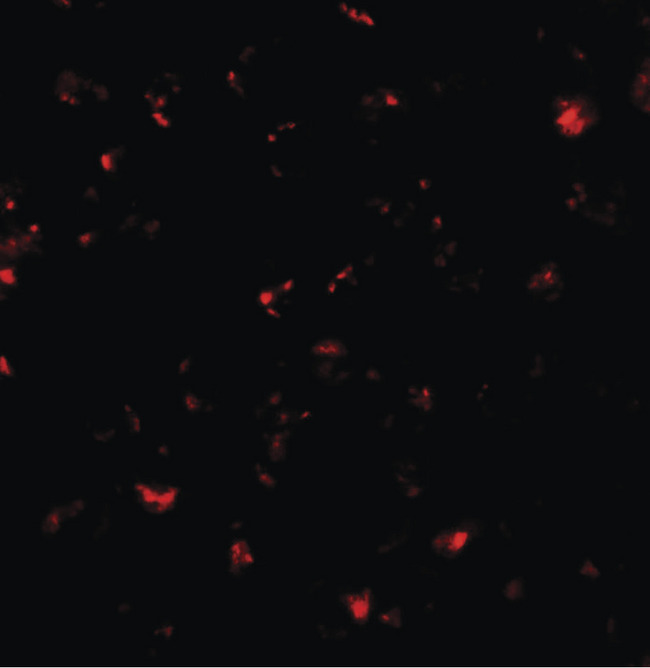 CBT1 / SDHD Antibody - Immunofluorescence of SDHD in EL4 cells with SDHD antibody at 20 ug/ml.