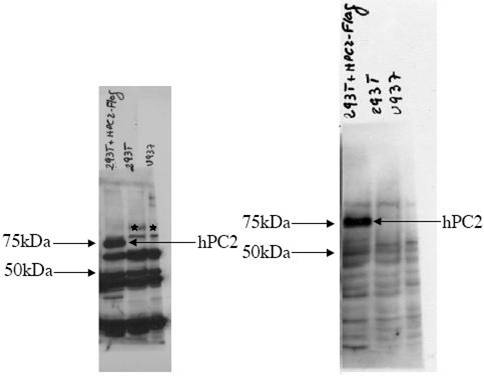 CBX4 Antibody - Anti-hPC2 Antibody - Western Blot. Analysis shows the detection of human PC2 in probed lysates using Affinity Purified anti-hPC2 antibody.