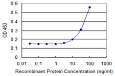 CCBL1 Antibody - Detection limit for recombinant GST tagged CCBL1 is 3 ng/ml as a capture antibody.