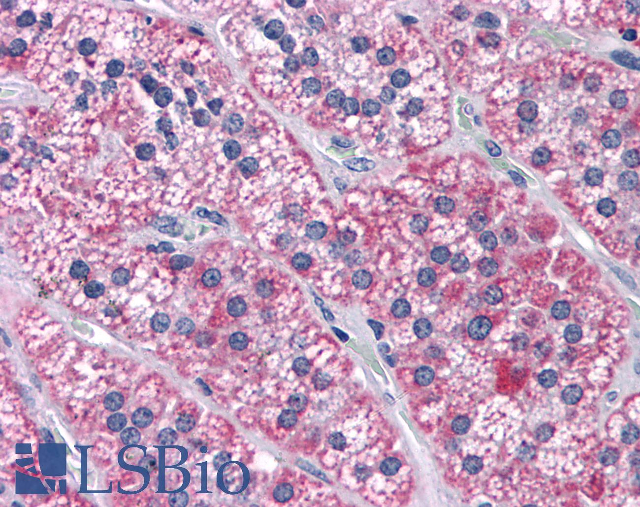 CCDC134 Antibody - Anti-CCDC134 antibody IHC of human adrenal. Immunohistochemistry of formalin-fixed, paraffin-embedded tissue after heat-induced antigen retrieval. Antibody concentration 5 ug/ml.
