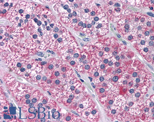 CCDC134 Antibody - Anti-CCDC134 antibody IHC of human adrenal. Immunohistochemistry of formalin-fixed, paraffin-embedded tissue after heat-induced antigen retrieval. Antibody concentration 5 ug/ml.