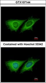 CCDC170 / C6orf97 Antibody - Immunofluorescence of methanol-fixed HeLa using LOC80129 antibody at 1:200 dilution.