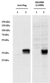 CCDC3 Antibody - HEK293 overexpressing Human CCDC3 with C-terminal tag (DYKDDDDK) and probed with anti-DYKDDDDK in the left panel and with CCDC3 antibody (0.5ug/ml) in the right panel (empty vector transfection in first lanes).