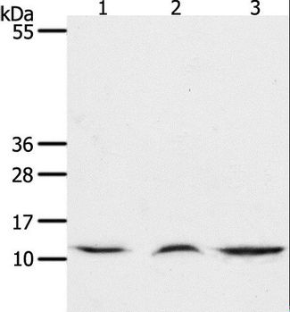 CCL17 / TARC Antibody - Western blot analysis of Mouse lung and thymus tissue, human fetal muscle tissue, using CCL17 Polyclonal Antibody at dilution of 1:1300.