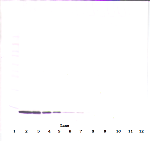 CCL19 / MIP3-Beta Antibody - Anti-Human MIP-3ß (CCL19) Western Blot Reduced