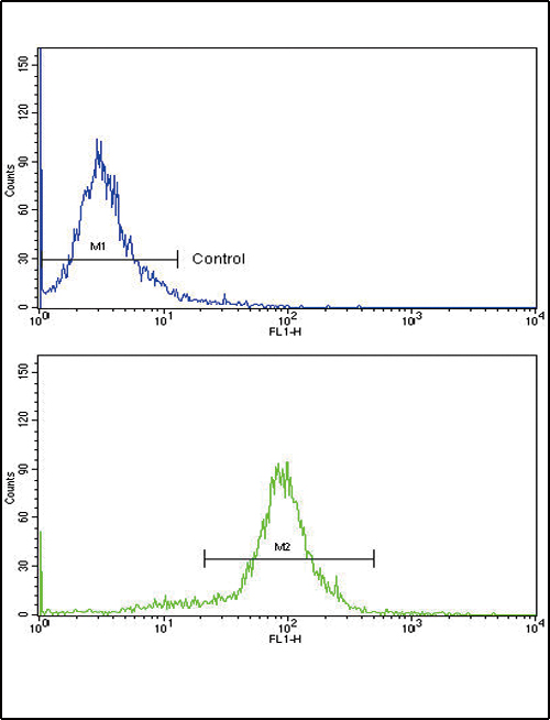 CCL2 / MCP1 Antibody - Flow cytometric of HeLa cells using CCL2 Antibody (bottom histogram) compared to a negative control cell (top histogram). FITC-conjugated goat-anti-rabbit secondary antibodies were used for the analysis.