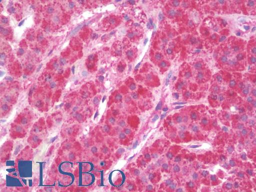 CCL4 / MIP-1 Beta Antibody - Anti-CCL4 / SYCA4 antibody IHC staining of human adrenal. Immunohistochemistry of formalin-fixed, paraffin-embedded tissue after heat-induced antigen retrieval. Antibody concentration 10 ug/ml.