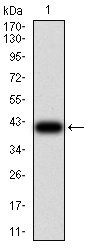 CCND1 / Cyclin D1 Antibody - Western blot analysis using CCND1 mAb against human CCND1 (AA: 167-295) recombinant protein. (Expected MW is 40.1 kDa)