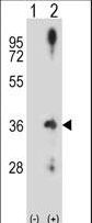 CCND2 / Cyclin D2 Antibody - Western blot of CCND2 (arrow) using rabbit polyclonal CCND2 Antibody. 293 cell lysates (2 ug/lane) either nontransfected (Lane 1) or transiently transfected (Lane 2) with the CCND2 gene.