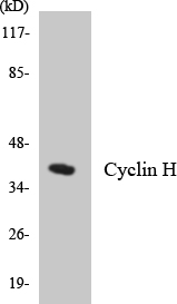 CCNH / Cyclin H Antibody - Western blot analysis of the lysates from HepG2 cells using Cyclin H antibody.