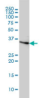 CCNH / Cyclin H Antibody - Western blot of CCNH expression in HeLa cell lysate.