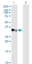 CCNH / Cyclin H Antibody - Western blot of CCNH expression in transfected 293T cell line. Lane1: CCNH transfected lysate (37.6 KDa). Lane 2: Non-transfected lysate.