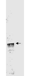 CCNL1 / Cyclin L1 Antibody - Western blot of Protein A Purified anti-Cyclin L1a antibody shows detection of a band ~59 kDa corresponding to a Cyclin L1a (arrowhead) present in mouse brain whole cell lysate. Approximately 35g of lysate was separated by 4-20% SDS-PAGE followed by transfer to nitrocellulose. After blocking the membrane was probed with the primary antibody diluted to 1:3,500 for 2h at room temperature followed by washes and reaction with a 1:10000 dilution of IRDye800 conjugated Gt-a-Rabbit IgG [H&L] MX (611-132-122) for 45 min at room temperature. IRDye800 fluorescence image was captured using the Odyssey Infrared Imaging System developed by LI-COR. IRDye is a trademark of LI-COR, Inc. Other detection systems will yield similar results.