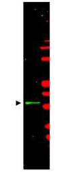 CCNL1 / Cyclin L1 Antibody - Western blot of Protein A Purified anti-Cyclin L1/L2 antibody shows detection of a band ~35 kDa corresponding to Cyclin L (arrowhead) present in mouse brain whole cell lysate (800 nm channel - green). Marker proteins appear red (700 nm channel) and were used for molecular weight comparisons. Approximately 35 ug of lysate was separated by 4-20% SDS-PAGE followed by transfer to nitrocellulose. After blocking the membrane was probed with the primary antibody diluted to 1:2,500 for 2h at room temperature followed by washes and reaction with a 1:10000 dilution of IRDye800 conjugated Gt-a-Rabbit IgG [H&L] MX (611-132-122) for 45 min at room temperature. IRDye800 fluorescence image was captured using the Odyssey Infrared Imaging System developed by LI-COR. IRDye is a trademark of LI-COR, Inc. Other detection systems will yield similar results.